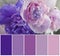 Beautiful peony flowers, color swatch selection saturation fresh