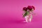 Beautiful peony flowers in vase on dark background.