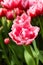 Beautiful peony tulip columbus, glowing reddish pink and has decorative white edge