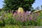 a beautiful perenial garden with bamboo ornament and Digitalis flower