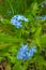 Beautiful perennial blue flowers in the meadow