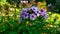 Beautiful perennial flowers in the garden close-up.