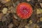 Beautiful perfect large and open amanita muscaria with copy text room in fall light in the forest known as the fly agaric or