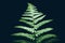 Beautiful perfect natural fern leaves on black background Green natural concept Life growth concept