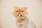 Beautiful persian cat posing for the camera