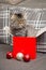 Beautiful Persian kitten sitting in red box