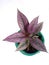 Beautiful Persian Shield or Strobilanthes dyeriana leaves in green pot on white background