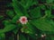 Beautiful Persicaria microcephala flower in the forest for background