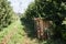 Beautiful perspective view of the rows of apple trees