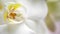 Beautiful pestle of orchid. A beautiful white flower is very close. House flora, blooming orchid close-up. Beautiful