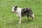Beautiful pet; australian sheepdog dog in natural environment