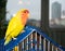 Beautiful pet bird parrot at home. The rosy-faced lovebird Agapornis roseicollis sitting on his cage against the background of