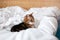 Beautiful pet cat lying on a bed in bedroom at home. Relaxing fluffy hairy striped domestic animal with green eyes. Adorable furry