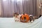 Beautiful pet cat with a pumpkin on the bed with a white plaid. Scottish fold cat is the owner of the house. Halloween holiday con