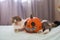 Beautiful pet cat with a pumpkin on the bed with a white plaid. Scottish fold cat is the owner of the house. Halloween holiday con