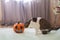 Beautiful pet cat with a pumpkin on the bed with a white plaid. Scottish fold cat is the owner of the house. Halloween holiday con