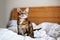 Beautiful pet cat sitting on a bed in bedroom at home looking up. Relaxing fluffy hairy striped domestic animal with green eyes.