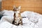 Beautiful pet cat sitting on a bed in bedroom at home looking up. Relaxing fluffy hairy striped domestic animal with green eyes.