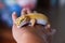 Beautiful pet, tangerine skinned Afghan Leopard Gecko sleeping on a man\'s palm