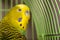 The beautiful pet wavy parrot is brightly green-colored. Green, yellow and blue budgie australian parrot sitting in cage. Cute