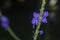 Beautiful petals of the stachytarpheta jamaicensis flower