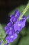 Beautiful petals of the stachytarpheta jamaicensis flower