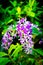 Beautiful Petrea volubilis or Petrea, Queen`s Wreath tree.