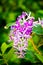 Beautiful Petrea volubilis or Petrea, Queen`s Wreath tree.