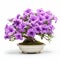 Beautiful Petunia Bonsai: Exquisite Flowers Isolated On White