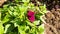 Beautiful petunia flower.