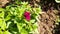 Beautiful petunia flower.