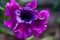 Beautiful Petunia flower of a fiolet shade