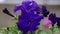 Beautiful petunia flower in the garden.