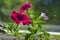 Beautiful petunia flower grows on the balcony. Bright red colors of petals combined with green leaves