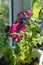Beautiful petunia flower grows on the balcony. Potted plants in home greening