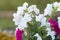 Beautiful petunia flowers