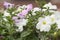 Beautiful petunia flowers