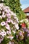 Beautiful Petunia flowers blooming with pink petals on the lawn of the cottage. Blurred focus