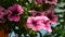 Beautiful petunia flowers close-up