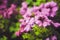 Beautiful petunia flowers in the garden