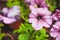 Beautiful petunia flowers in the garden