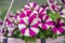 beautiful petunia flowers at Mainau island garden