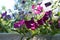 Beautiful petunia flowers in sunny summer day. Small garden on the balcony with blooming plants in flowerpot