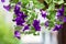 Beautiful Petunia flowers in trendy ultra violet color, front yard or backyard garden in hanging pot, porch or patio summer decora