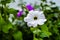 Beautiful petunia, garden flowers, white petunia blossom, most beautiful garden flowers,