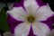 Beautiful petunia is growing on a green meadow. Closeup. Live nature.