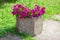 Beautiful petunias in a concrete flowerbed