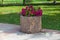 Beautiful petunias in a concrete flowerbed