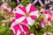 Beautiful petunias in a garden