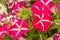 Beautiful petunias in a garden